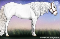 Horse Color:Chocolate Palomino Sabino Appaloosa