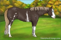 Horse Color:White Spotted Liver Chestnut Splash 