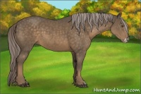 Horse Color:Chocolate Palomino Frame 