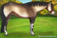 Horse Color:Bay Onyx 