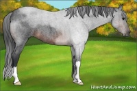 Horse Color:Brown Roan