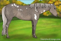 Horse Color:White Spotted Silver Smoky Black