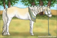 Horse Color:White Spotted Gold Cream Champagne 