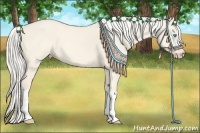 Horse Color:Cremello Dun