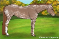Horse Color:Chestnut Ice