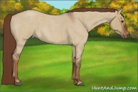 Horse Color:Red Dun Roan