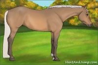 Horse Color:Silver Buckskin 