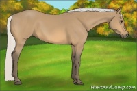 Horse Color:Silver Buckskin 