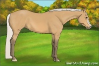Horse Color:Silver Buckskin 