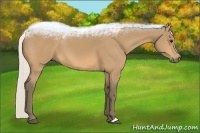 Horse Color:Silver Buckskin 