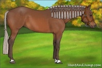 Horse Color:Silver Bay 