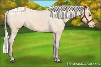 Horse Color:Silver Buckskin Appaloosa