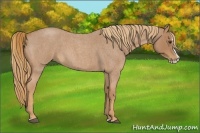Horse Color:Red Roan Splash