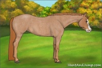 Horse Color:Red Roan Splash 