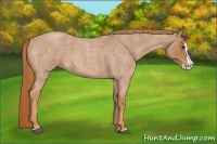 Horse Color:Red Roan Splash 