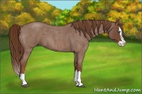 Horse Color:Red Roan Splash 