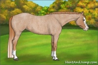 Horse Color:Red Roan Splash 