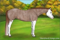 Horse Color:Red Roan Splash