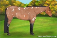 Horse Color:White Spotted Bay Roan