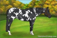 Horse Color:White Spotted Black 