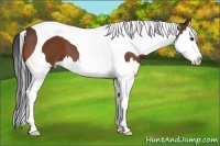 Horse Color:Bay Splash Tobiano 