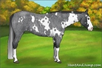 Horse Color:White Spotted Blue Roan Splash