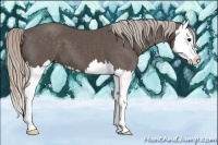 Horse Color:Silver Black Splash 