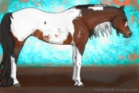 Horse Color:Bay Tobiano Appaloosa 