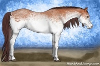 Horse Color:White Spotted Chocolate Bay 