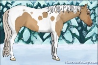 Horse Color:Silver Bay Dun Tobiano