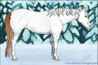 Horse Color:White Spotted Red Dun 