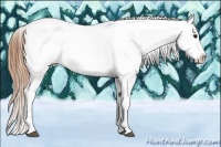 Horse Color:White Spotted Buckskin Appaloosa