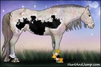 Horse Color:Nacre Bay Ice Sabino Frame Appaloosa Rabicano