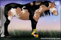 Horse Color:Bay Ice Tobiano 