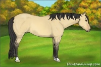 Horse Color:Buckskin Dun 