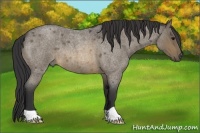 Horse Color:Buckskin Roan 