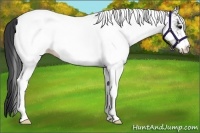 Horse Color:White Spotted Black