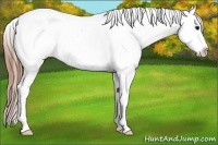 Horse Color:White Spotted Grullo Tobiano Appaloosa 