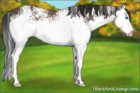 Horse Color:White Spotted Brown Sabino Splash 