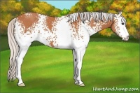 Horse Color:White Spotted Silver Bay 