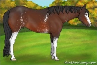 Horse Color:White Spotted Bay 
