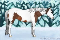 Horse Color:Bay Splash Tobiano