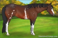 Horse Color:White Spotted Bay 