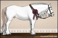 Horse Color:Liver Chestnut Sabino Appaloosa 