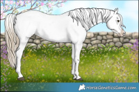 Horse Color:Chocolate Palomino Sabino Appaloosa 