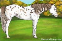 Horse Color:White Spotted Liver Red Onyx Sabino Splash Appaloosa 