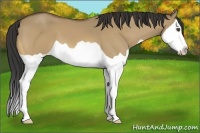 Horse Color:Buckskin Dun Splash 