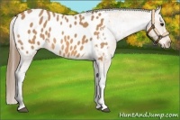 Horse Color:Buckskin Appaloosa
