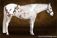 Horse Color:Chestnut Sabino Splash Tobiano Appaloosa