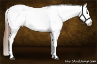 Horse Color:Buckskin Sabino Near Leopard